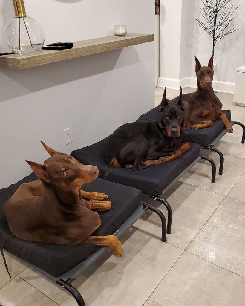 Doberman Universe 1614855175 2521910454746378678 31028892901 820x1024