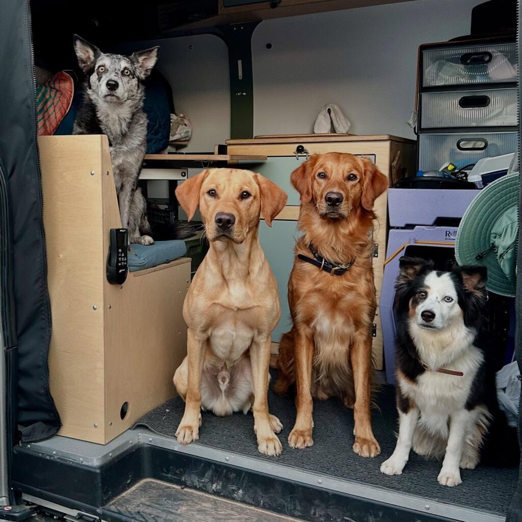 Doggy.u 1762533919 3760729549227773863 5645519331 1024x1024