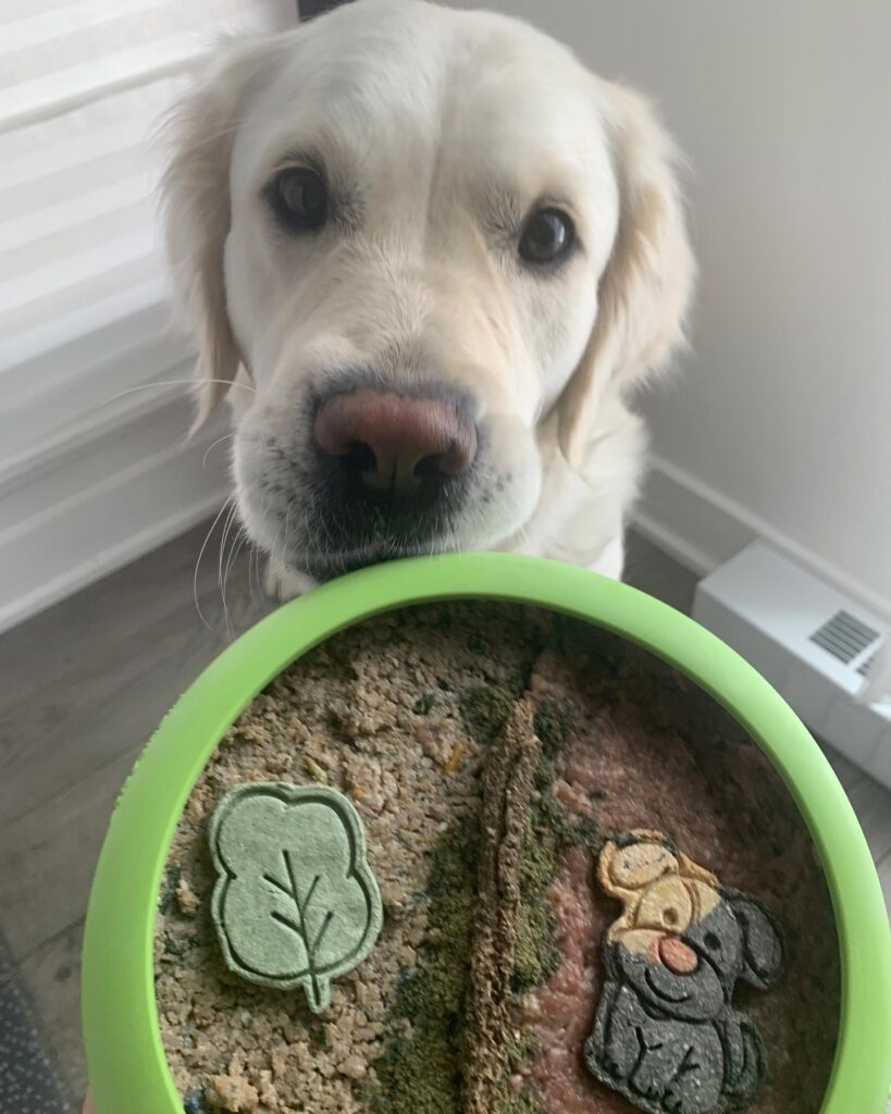 10 Nutritious Homemade Dog Food Recipes Your Pup Will Love Image 3 819x1024