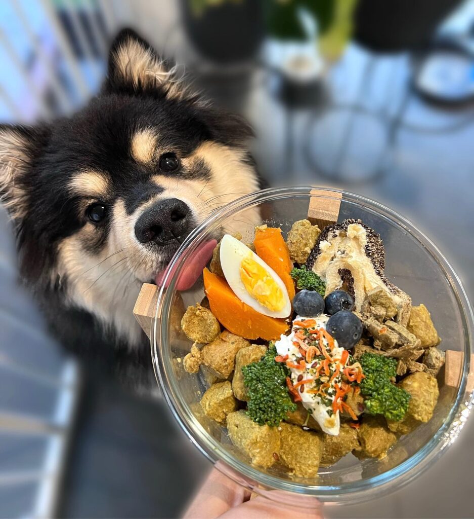 10 Nutritious Homemade Dog Food Recipes Your Pup Will Love Image 6 937x1024