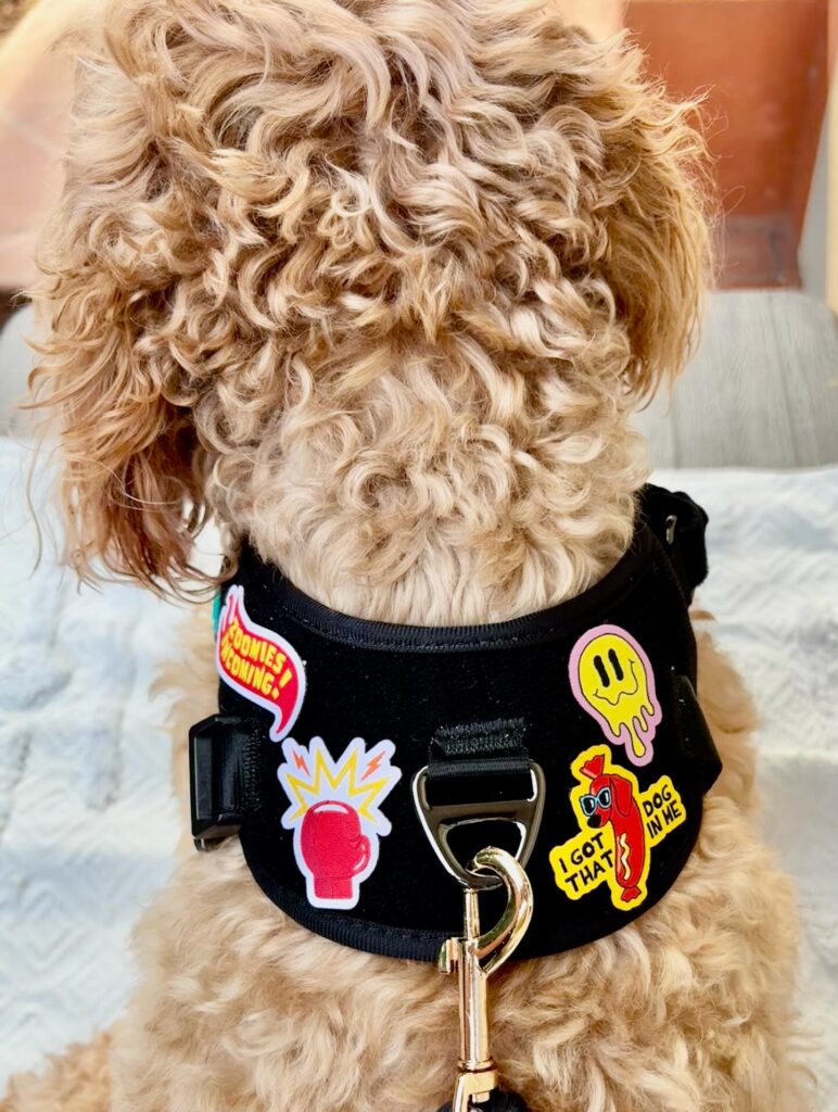 Chewie The Popcornchicken 1770622850 3828578923370342727 44000077558 772x1024