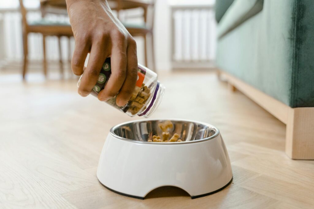 10 Essentials for Your Dog Food Station Setup Image 247 1024x683
