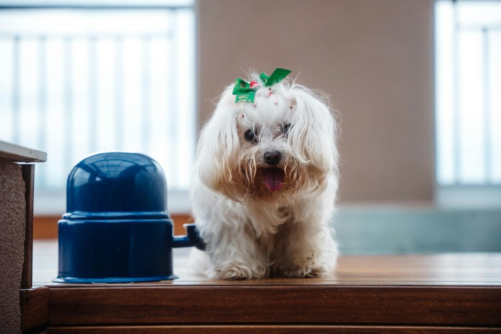 10 Essentials for Your Dog Food Station Setup Image 248 1024x683