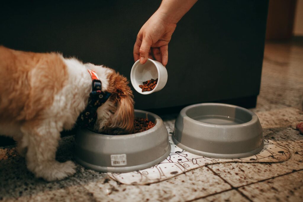 10 Essentials for Your Dog Food Station Setup Image 249 1024x683