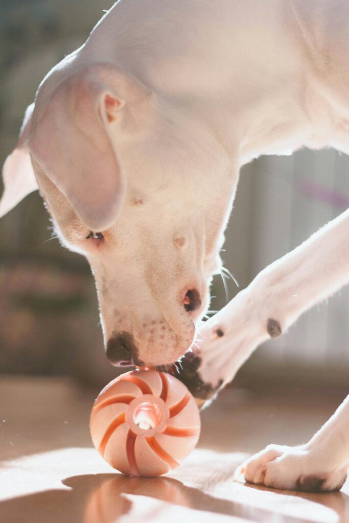 10 Essentials for Your Dog Food Station Setup Image 253 683x1024