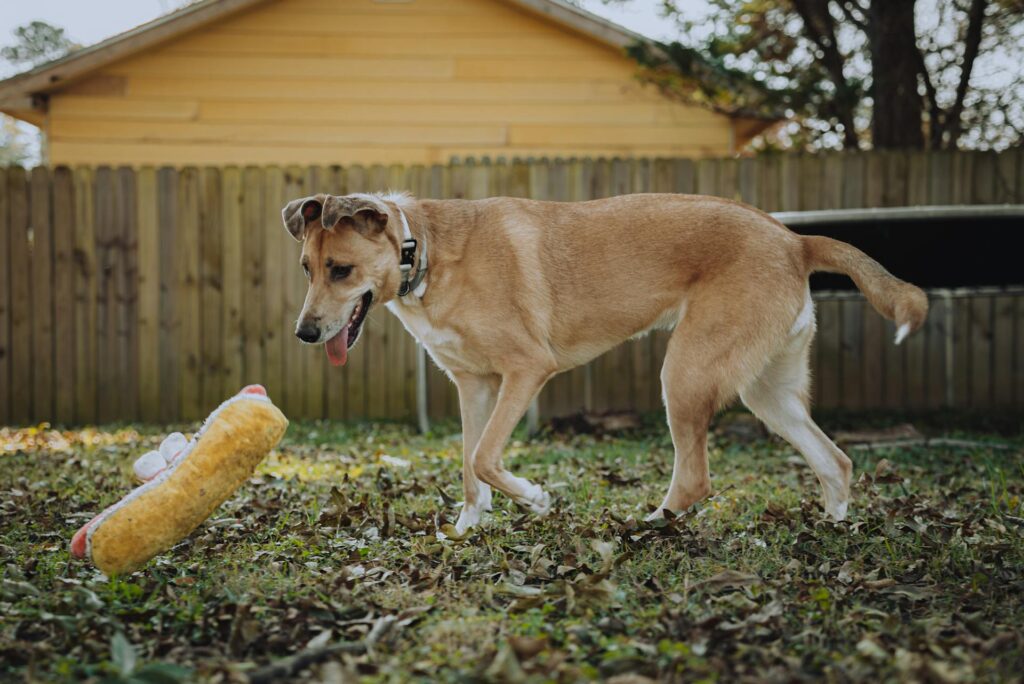 7 Creative Ideas for Your DIY Dog Run Image 273 1024x684