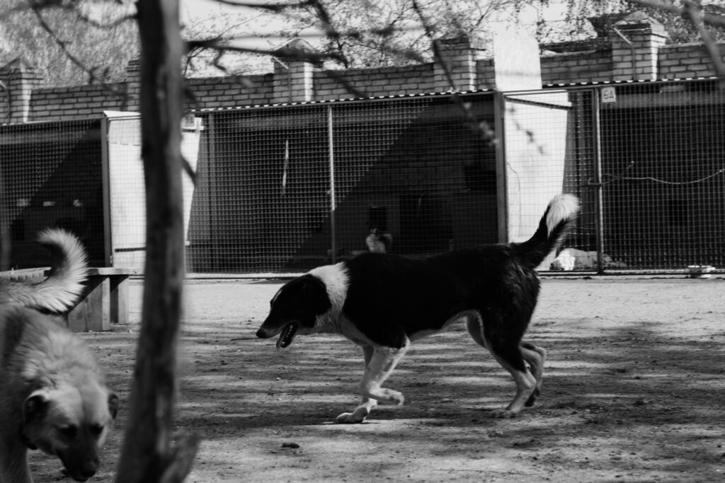 7 Creative Ideas for Your DIY Dog Run Image 274 1024x683