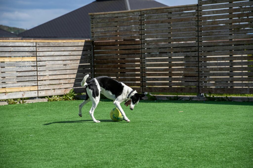 7 Creative Ideas for Your DIY Dog Run Image 275 1024x683