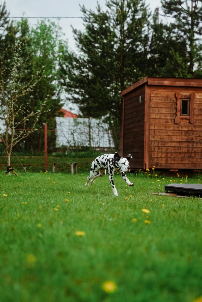 7 Creative Ideas for Your DIY Dog Run Image 276 684x1024