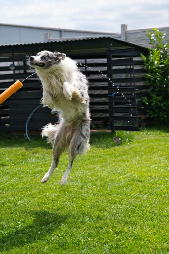 7 Creative Ideas for Your DIY Dog Run Image 277 681x1024