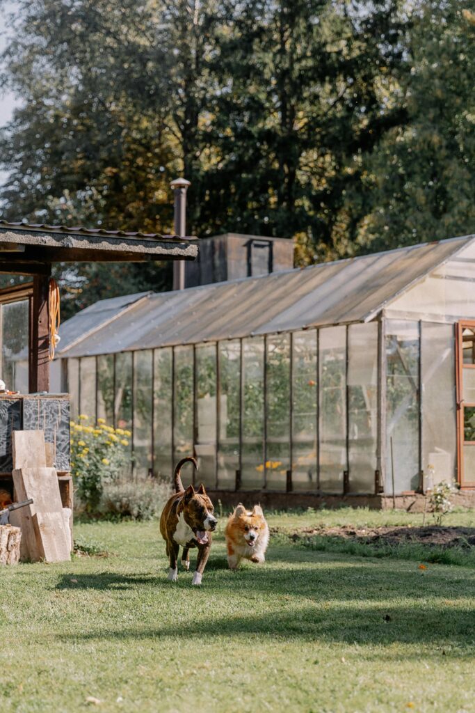7 Creative Ideas for Your DIY Dog Run Image 278 683x1024