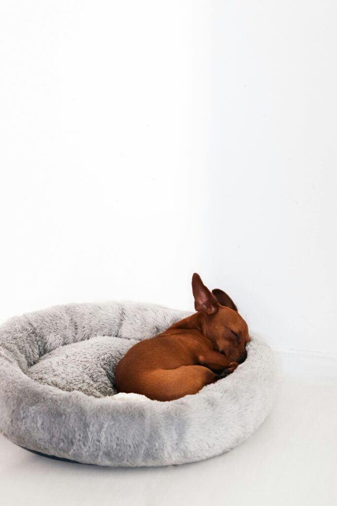 10 Cozy Dog Bed Ideas for Happy Pups Image 82 683x1024