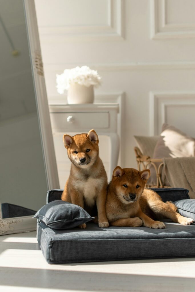 10 Cozy Dog Bed Ideas for Happy Pups Image 84 683x1024