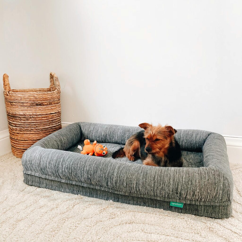 10 Cozy Dog Bed Ideas for Happy Pups Image 85 1024x1024