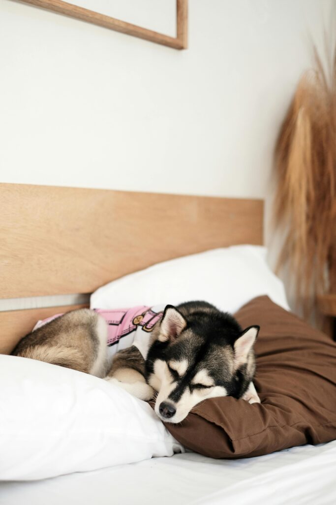 10 Cozy Dog Bed Ideas for Happy Pups Image 86 683x1024
