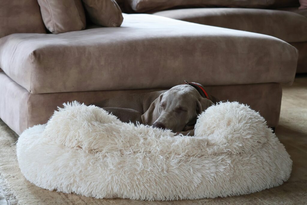 10 Cozy Dog Bed Ideas for Happy Pups Image 88 1024x683