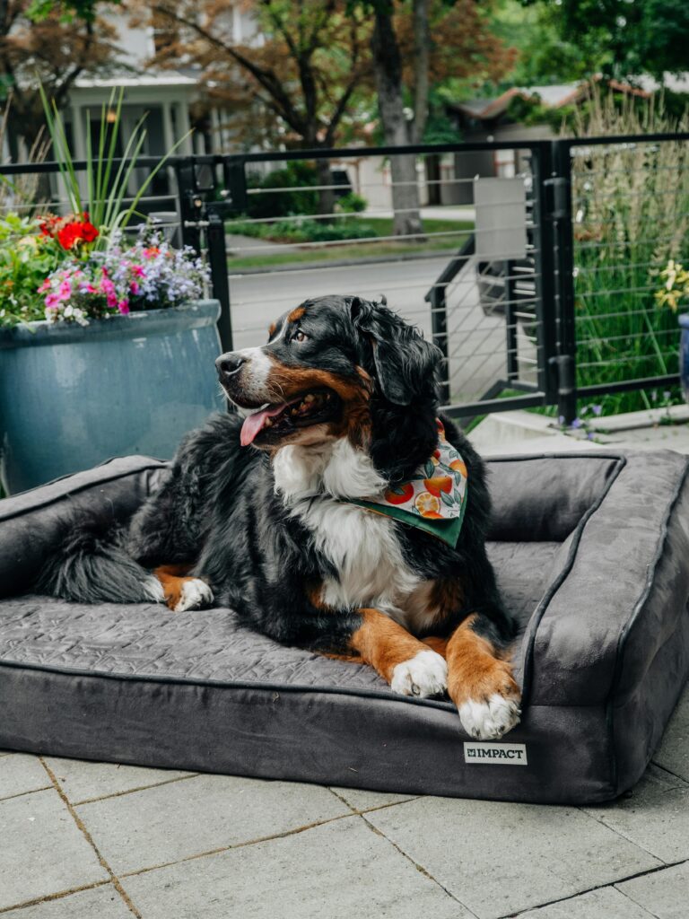 10 Cozy Dog Bed Ideas for Happy Pups Image 89 768x1024