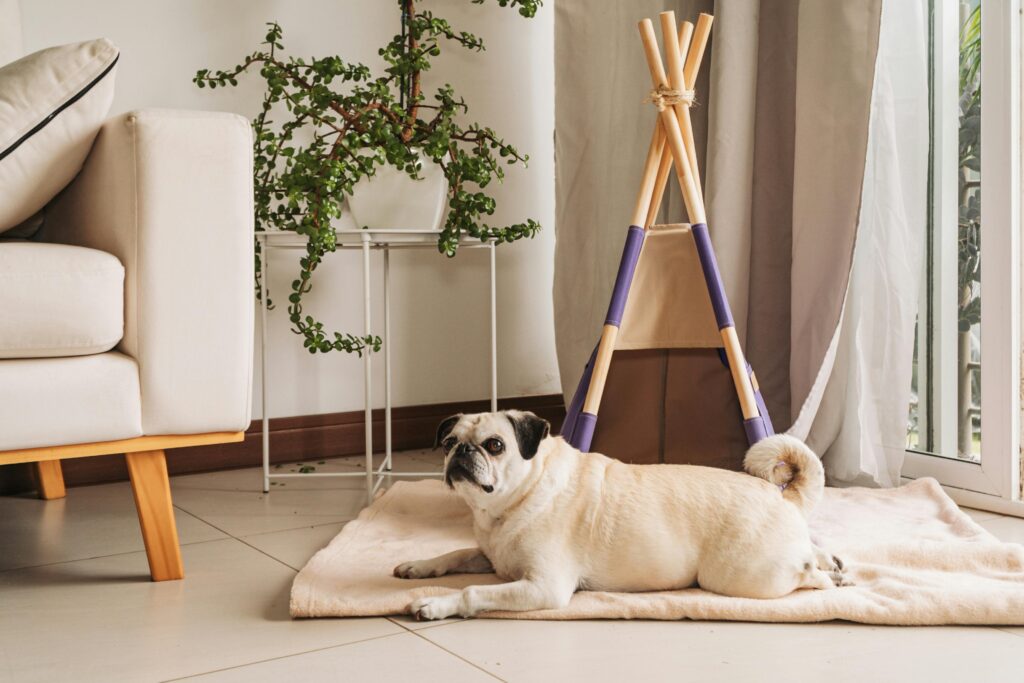 10 Cozy Dog Corner Ideas for Happy Paws Image 91 1024x683