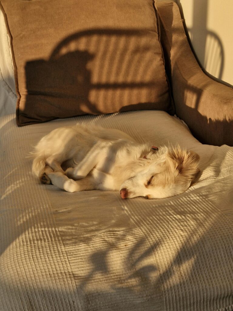 10 Cozy Dog Corner Ideas for Happy Paws Image 94 768x1024