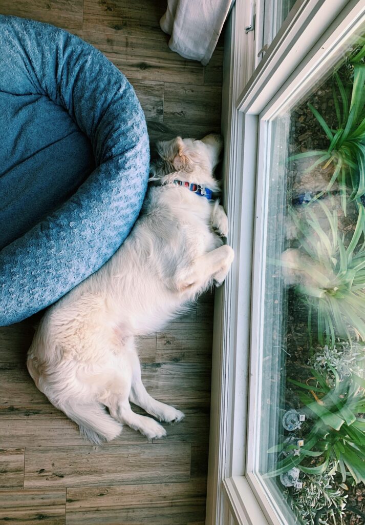 10 Cozy Dog Corner Ideas for Happy Paws Pexels Alyxandra 16868266 10038012 713x1024
