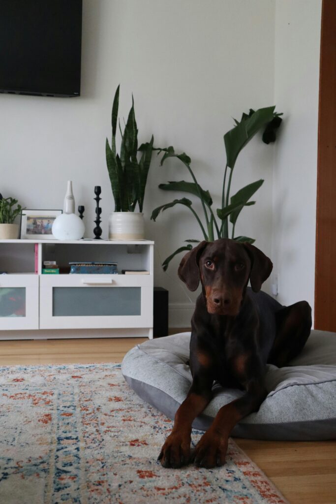 10 Cozy Dog Corner Ideas for Happy Paws Pexels Candace C 2149638232 30874205 683x1024
