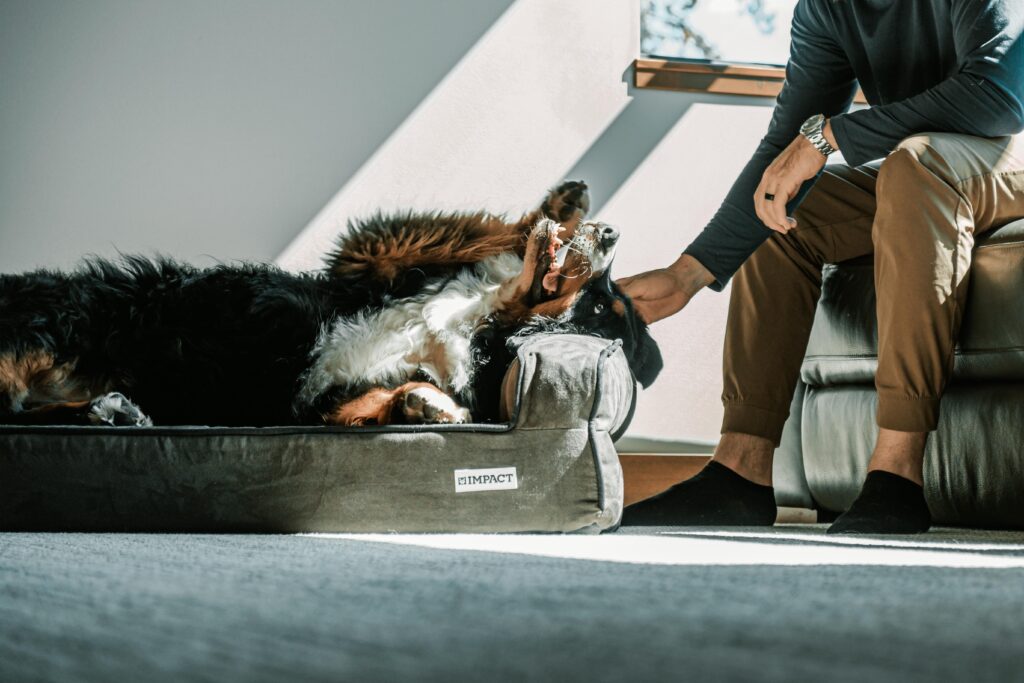 10 Cozy Dog Corner Ideas for Happy Paws Pexels Impact Dog Crates 1789722873 28860755 1 1024x683