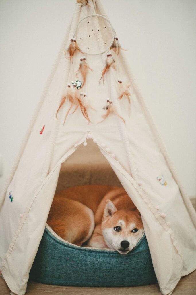 10 Cozy Dog Corner Ideas for Happy Paws Pexels Kpaukshtite 1839753 683x1024