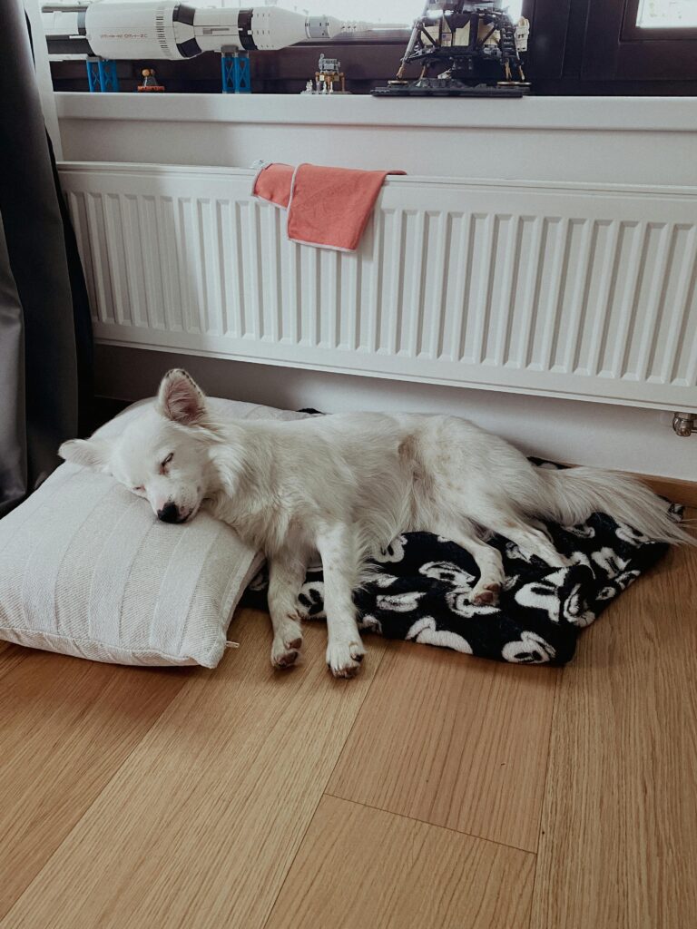 10 Cozy Dog Corner Ideas for Happy Paws Pexels Palumalerba 14599352 768x1024