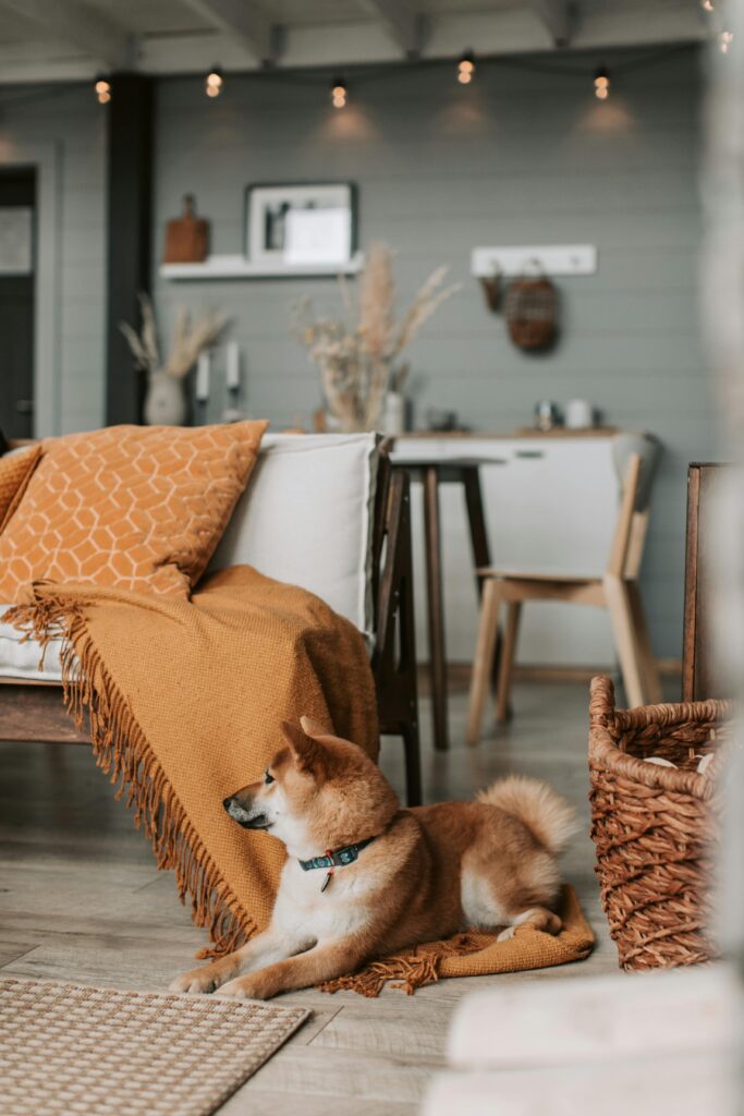 10 Cozy Dog Corner Ideas for Happy Paws Pexels Vlada Karpovich 6801935 683x1024