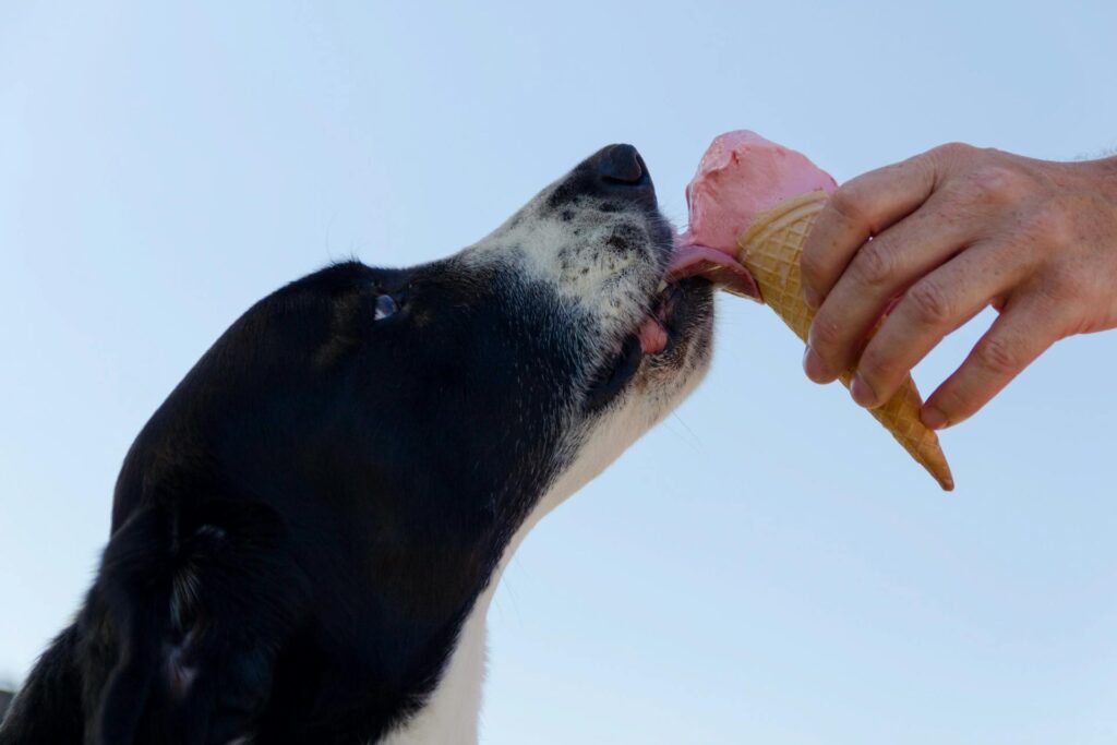 Pupsicles Dog Treats Recipe Image 66 1024x683