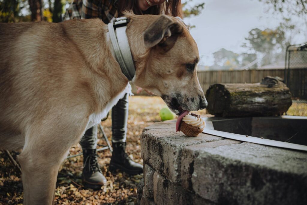 Pupsicles Dog Treats Recipe Image 69 1024x684