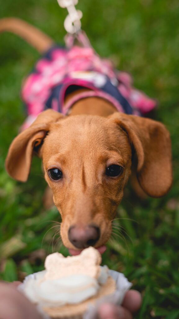 10 Irresistible Dog Treats for Your Best Friend Image 120 576x1024