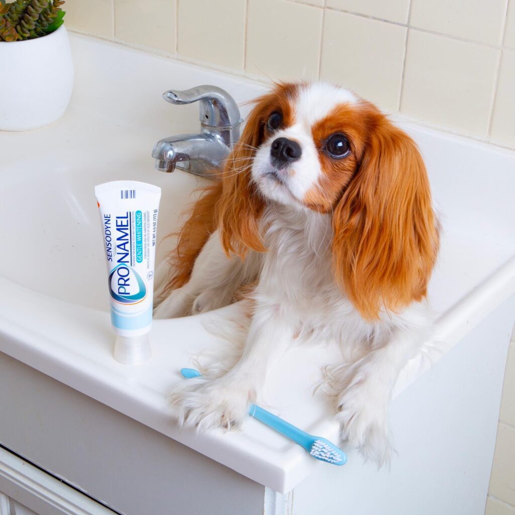 7 Homemade Dog Toothpaste Recipes for Happy Pups Image 68 1024x1024