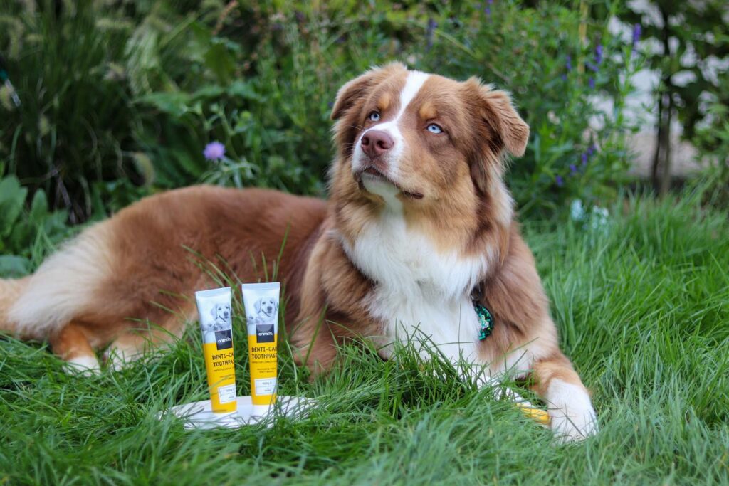 7 Homemade Dog Toothpaste Recipes for Happy Pups Image 69 1024x683