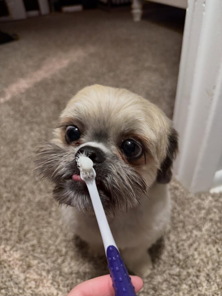 7 Homemade Dog Toothpaste Recipes for Happy Pups Image 70 768x1024
