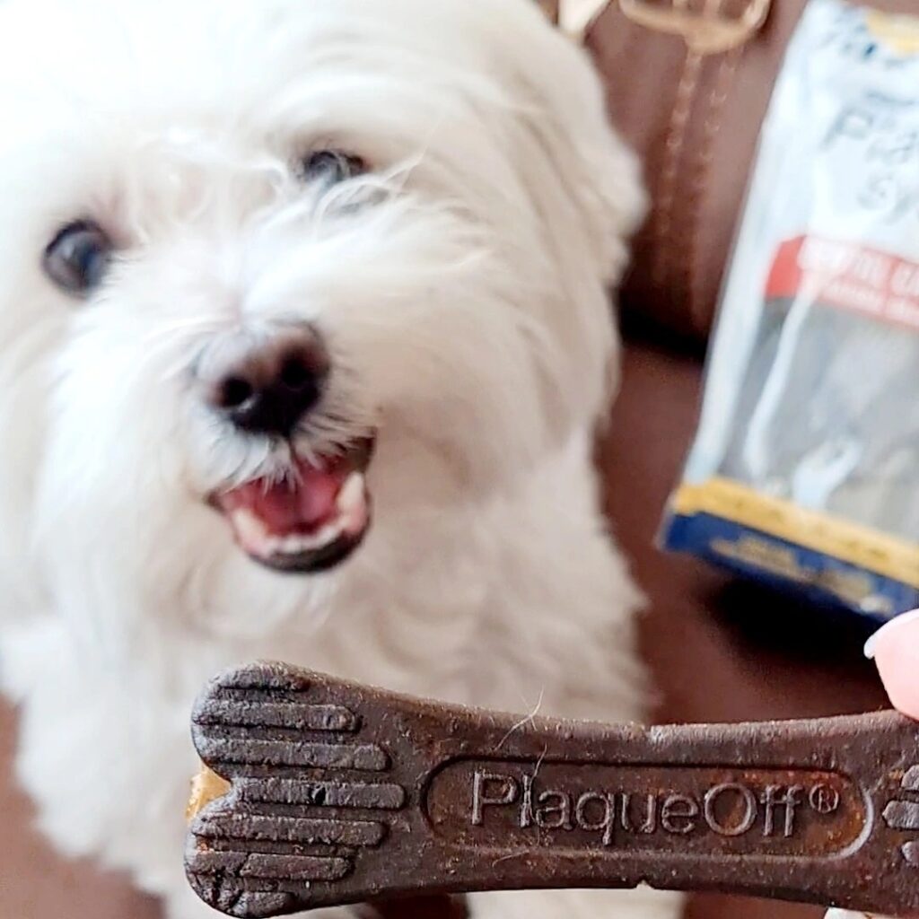 7 Homemade Dog Toothpaste Recipes for Happy Pups Image 71 1024x1024