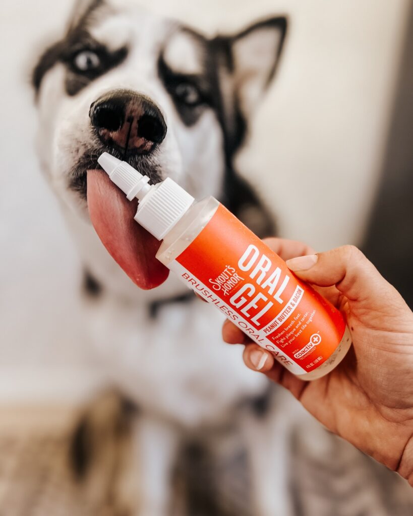 7 Homemade Dog Toothpaste Recipes for Happy Pups Image 74 819x1024