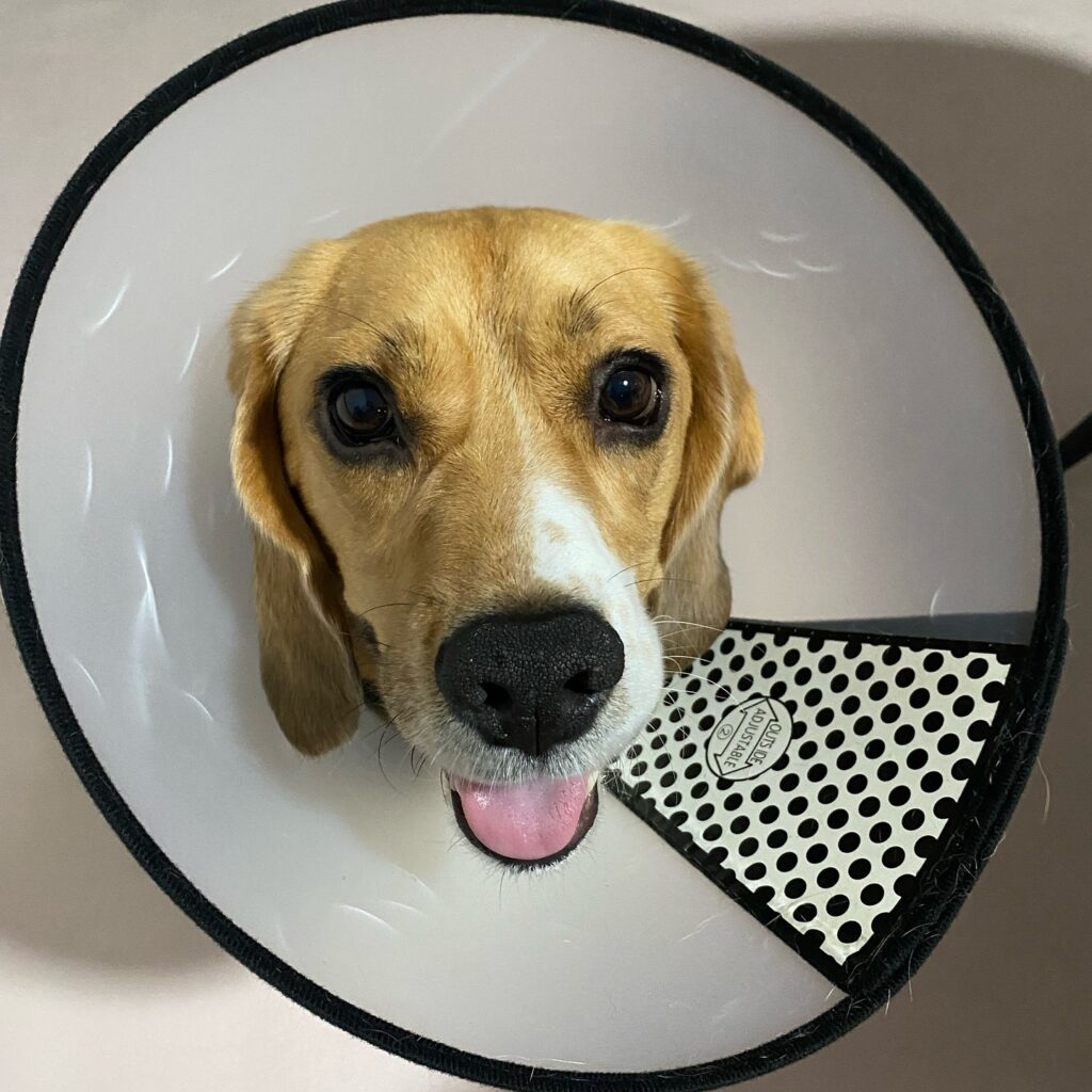 Kobibeagle 1742218103 3590308128422088391 13390678331 1024x1024