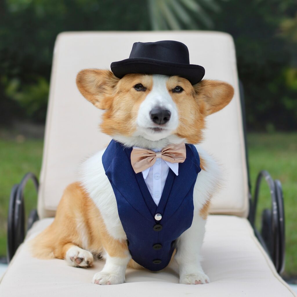 Leocorgii 1760358499 3742480804376082683 40995964671 1024x1024