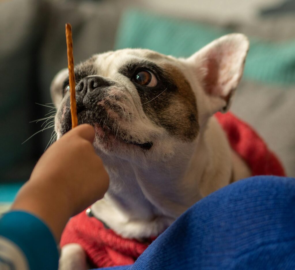 7 Long Lasting Homemade Dog Treats For Busy Pups Image 165 1024x939