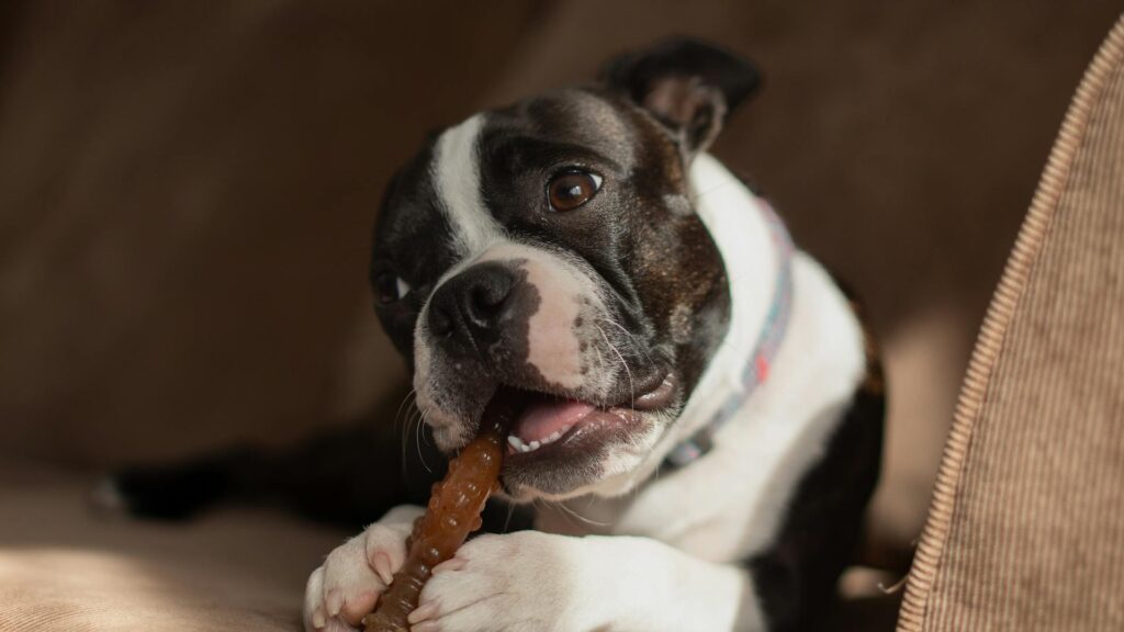 7 Long Lasting Homemade Dog Treats For Busy Pups Image 166 1024x576
