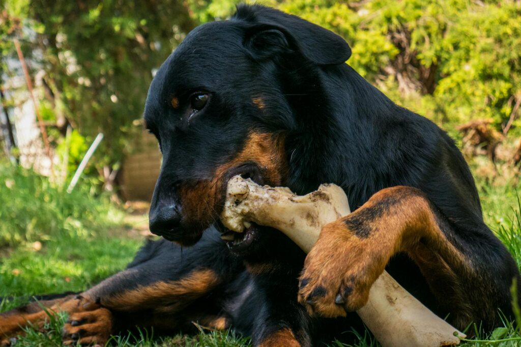 7 Long Lasting Homemade Dog Treats For Busy Pups Image 167 1024x683