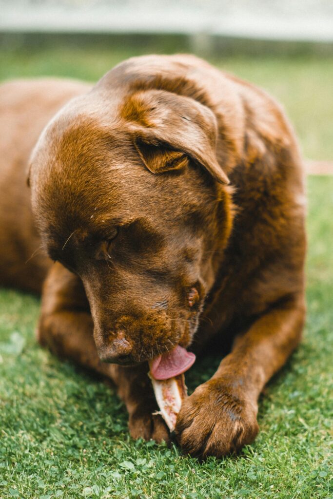 7 Long Lasting Homemade Dog Treats For Busy Pups Image 171 683x1024