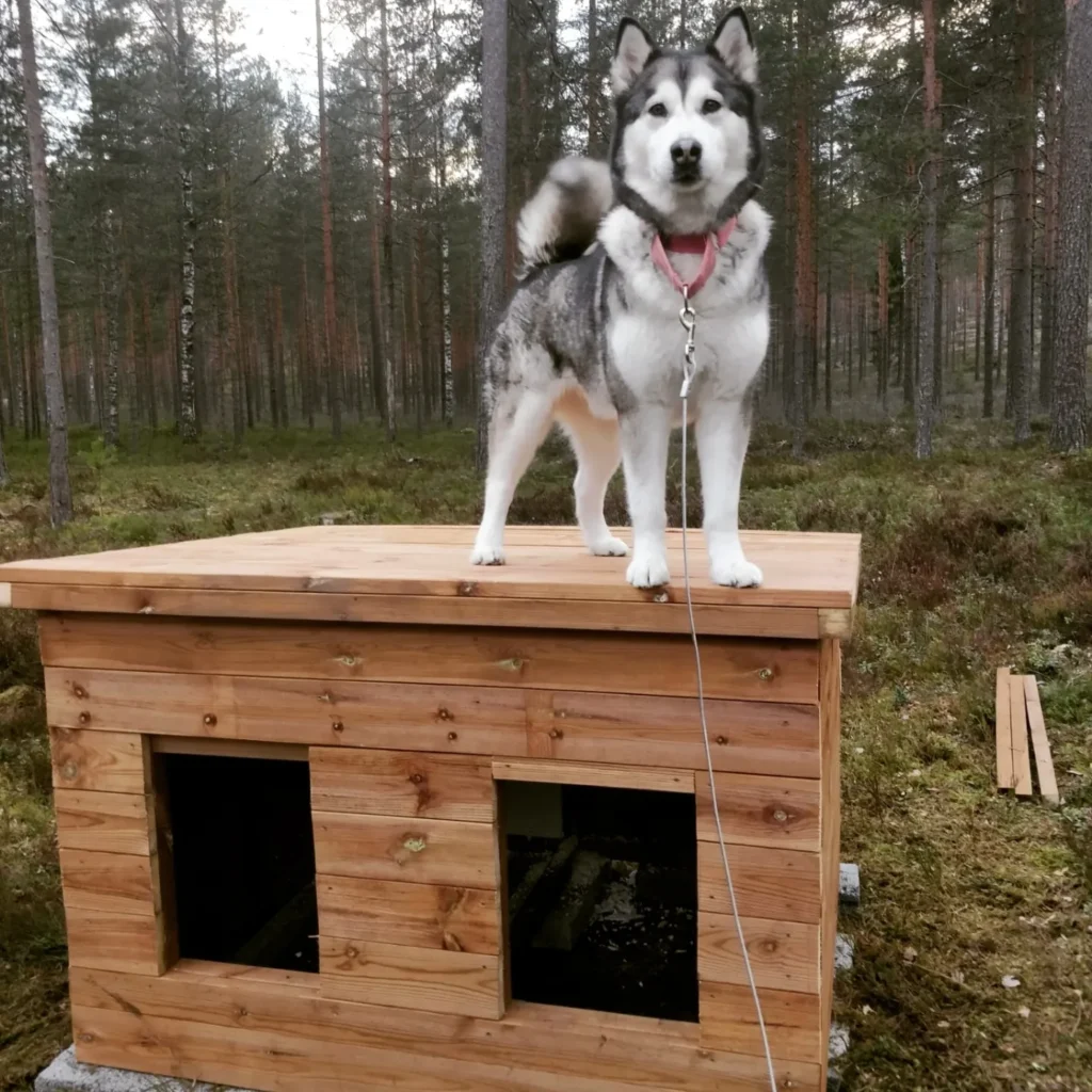 Kuunlaulunkennel 1650348574 2819650666369190282 52052258149 1024x1024