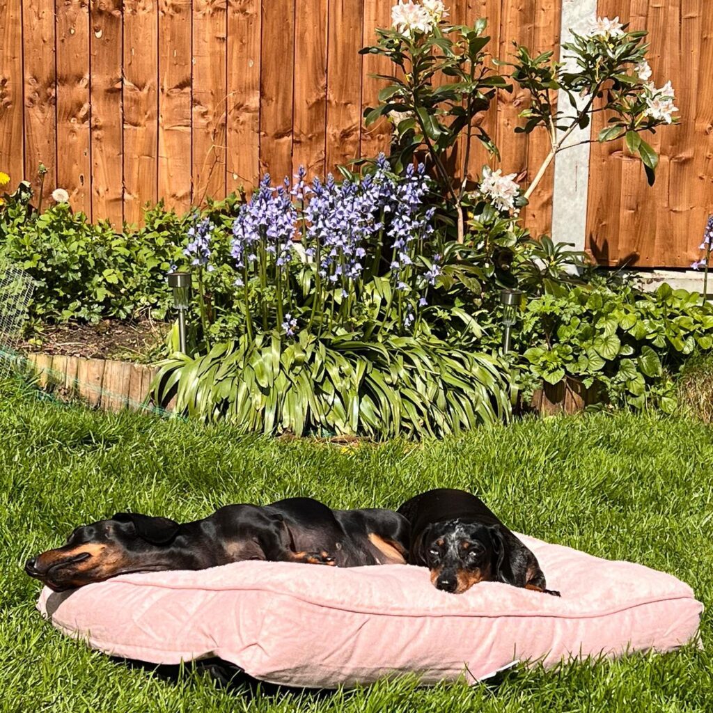 21 Outdoor Dog Bed Options for Every Season Landry Dinky Bella And Bryan 1682778419 3091691922149006454 569589773 1024x1024