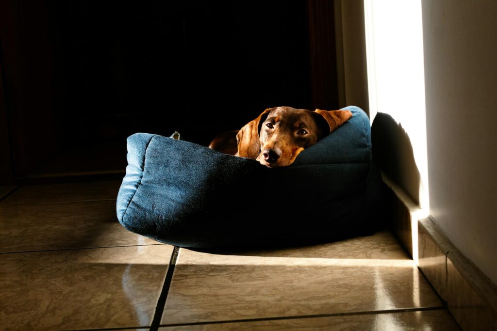 18 DIY Dog Bed Pillow Ideas for Comfort Pexels Giovanna Kamimura 399616174 36422578 1024x683