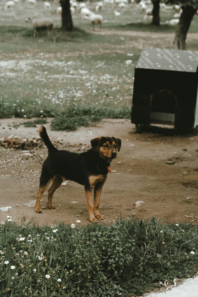 Pexels Sami Aksu 48867324 8931642 683x1024