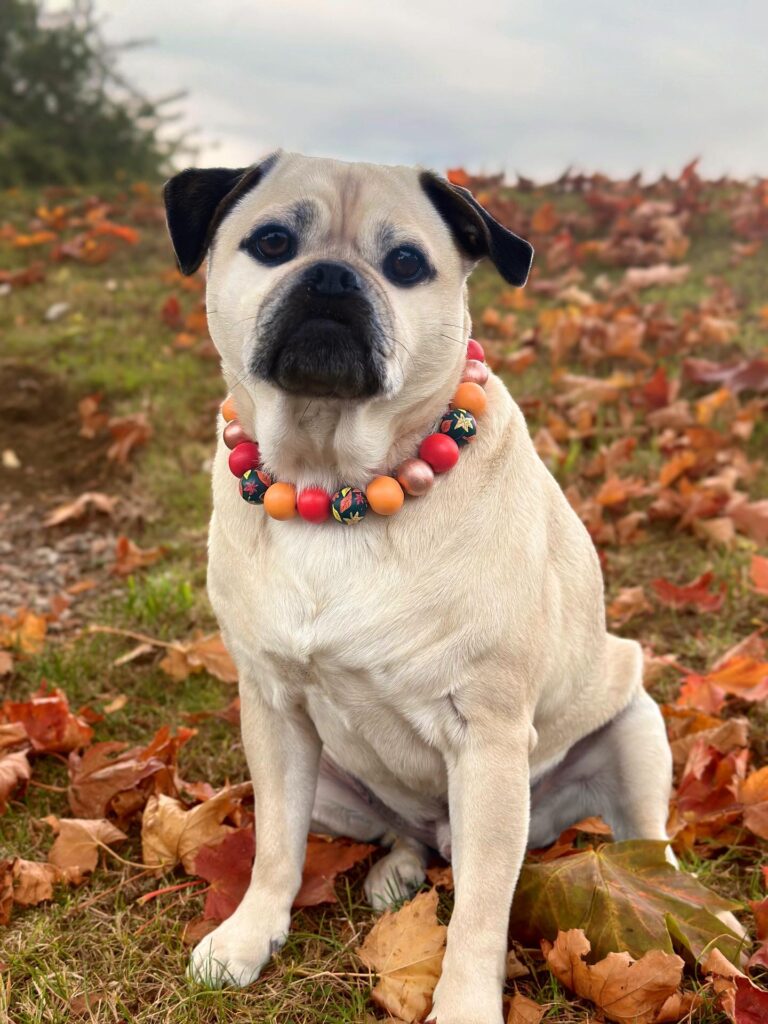 Reggiethepugjug 1759157734 3732408057582882162 5439733389 768x1024